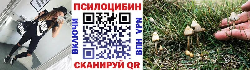 продажа наркотиков  Эртиль  Псилоцибиновые грибы Psilocybine cubensis 